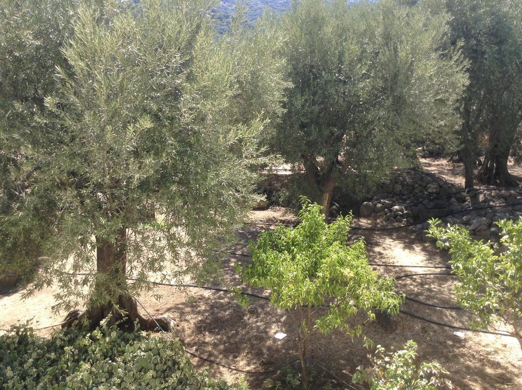 Rooms To Let To Kyma Skala Sikamineas Skala Sykamineas Chambre photo